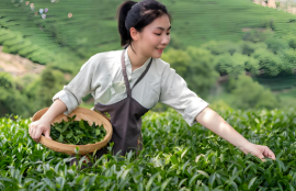 红茶上火还是降火最快(红茶是上火还是降火选择指南)