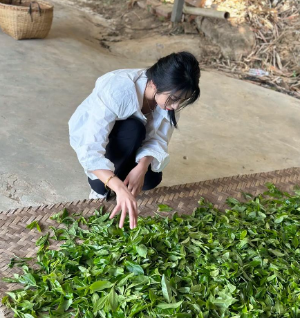 白茶的保质期一般多久(白茶存放时间有多久)