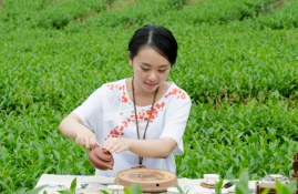 绿茶女是指什么样的女生(绿茶女的特点与表现)