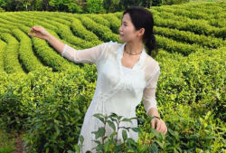 红茶的作用与功效与作用及禁忌症(红茶的功效与禁忌分析)