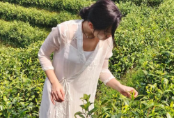 网络上绿茶什么意思啊(网络用语绿茶的含义解析)